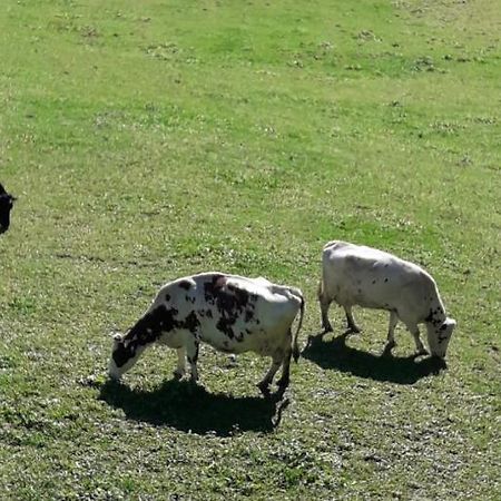 Hofstatthof Βίλα Campo di Trens Εξωτερικό φωτογραφία